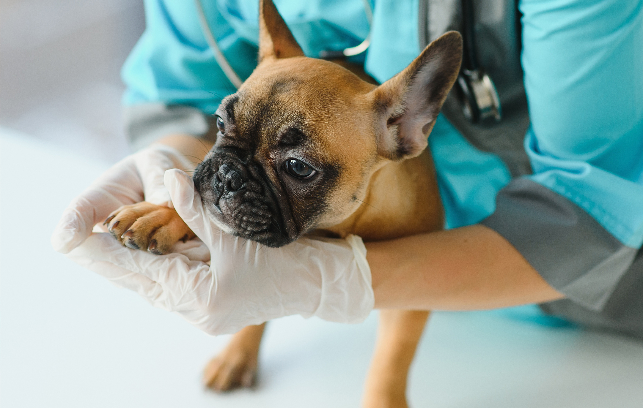 Small dog receives veterinary attention